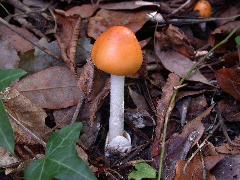 Escursione autunnale in Corsica - 3